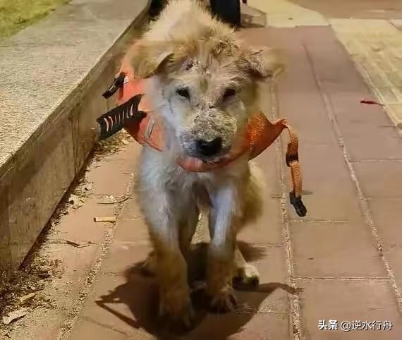 这只流浪狗还是没熬过去死在了楼下的花园里。年前它的主人回家过年把它留在了深圳，它