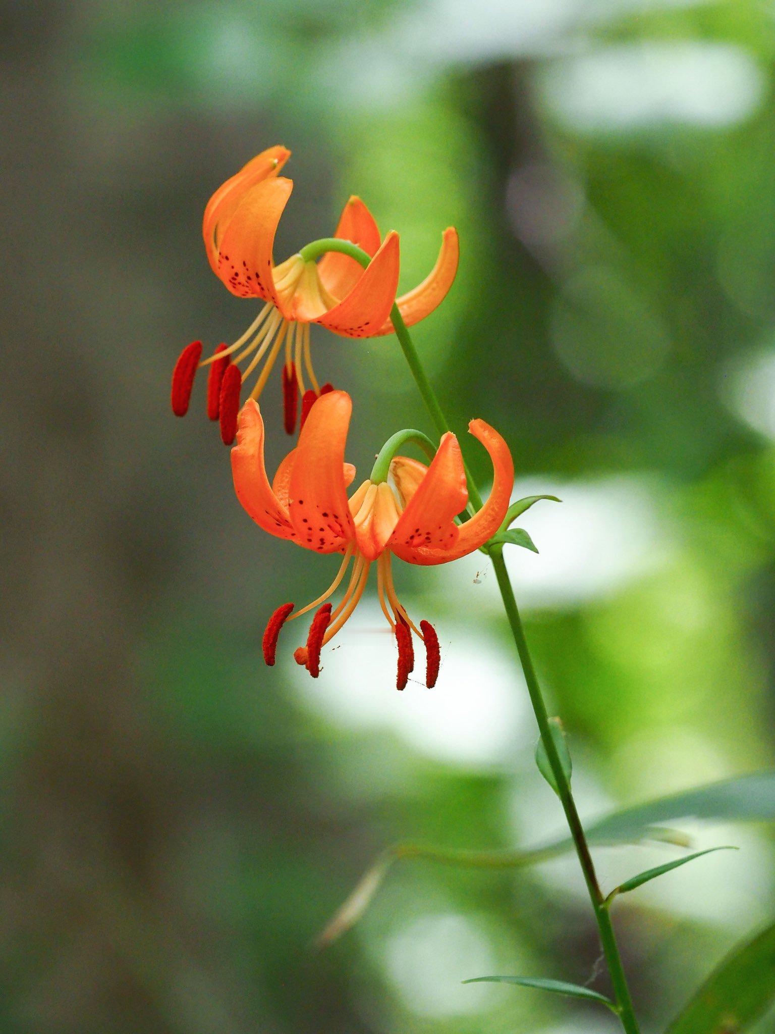 Lilium medeoloides 日语クルマユリ（車百合），中文浙江百合  