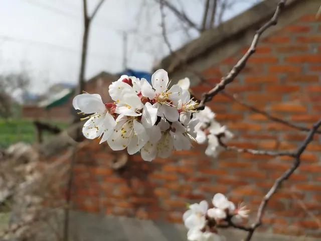 屋后杏花香。