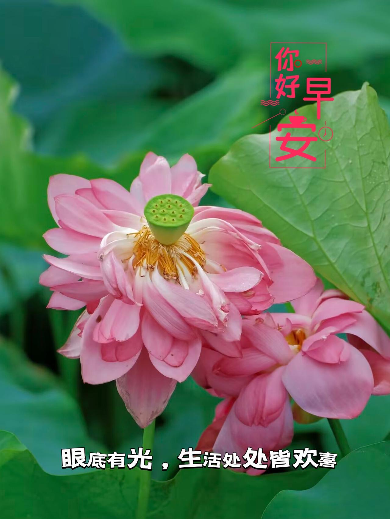 夏日早安荷花图/问候朋友
  
早安问候图 每日问候图片 唯美早安图 早安祝福语