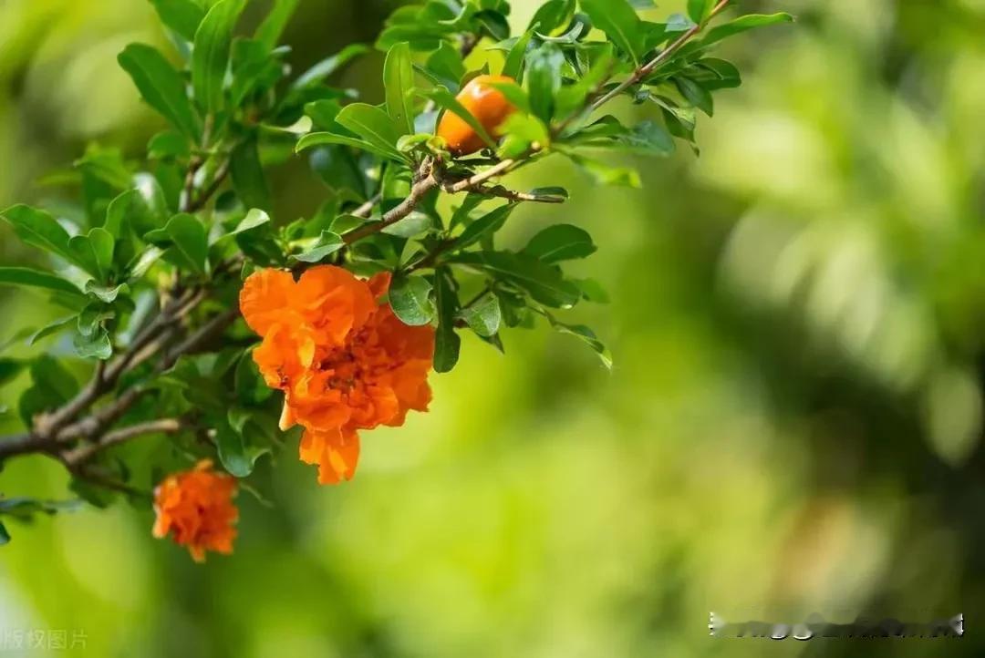 石榴花开红胜火