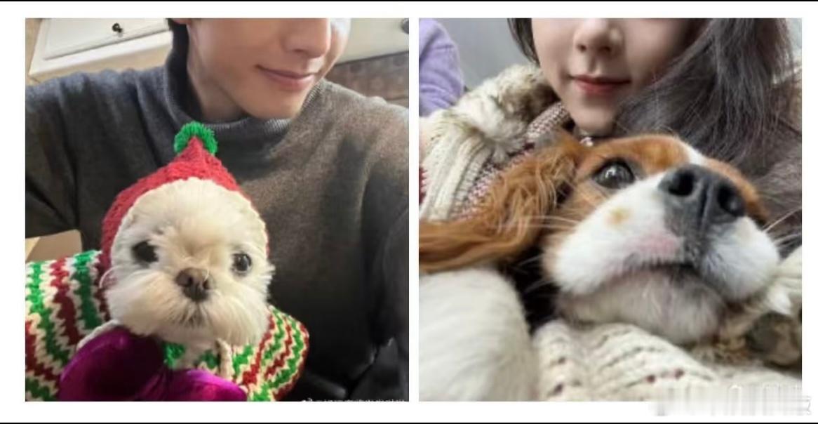 四个小可爱拿铁跟欢喜见面也太可爱了啊☺️和正主一样可爱