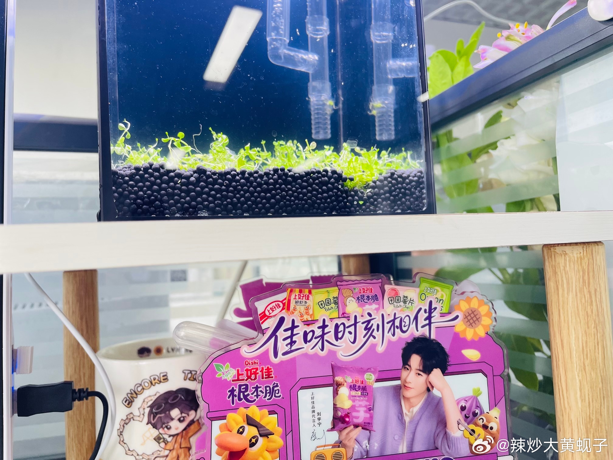 早上看着慢慢扎根的水草嘟囔“我要养宝莲灯”同事听见了“姐  先养几天水  你养哮