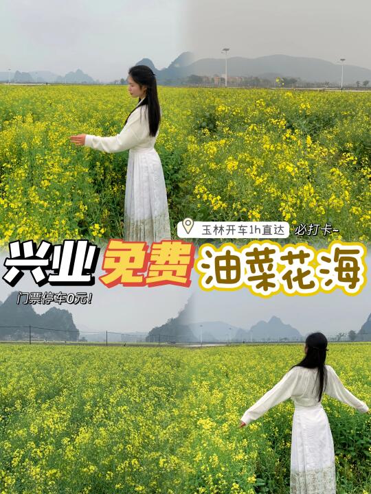 玉林周边游/兴业油菜花海🌼 免费拍照必打卡
