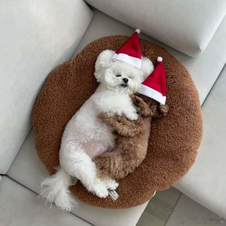 戴圣诞帽的狗狗们，好可爱🎄🧑🎄cr：arang20_0 