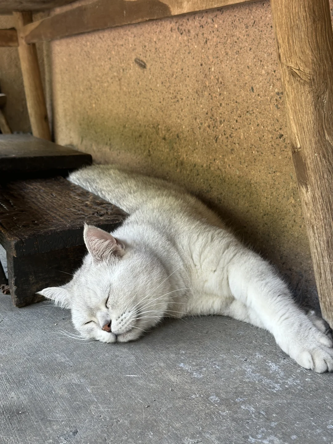 别人家的猫都在吹空调