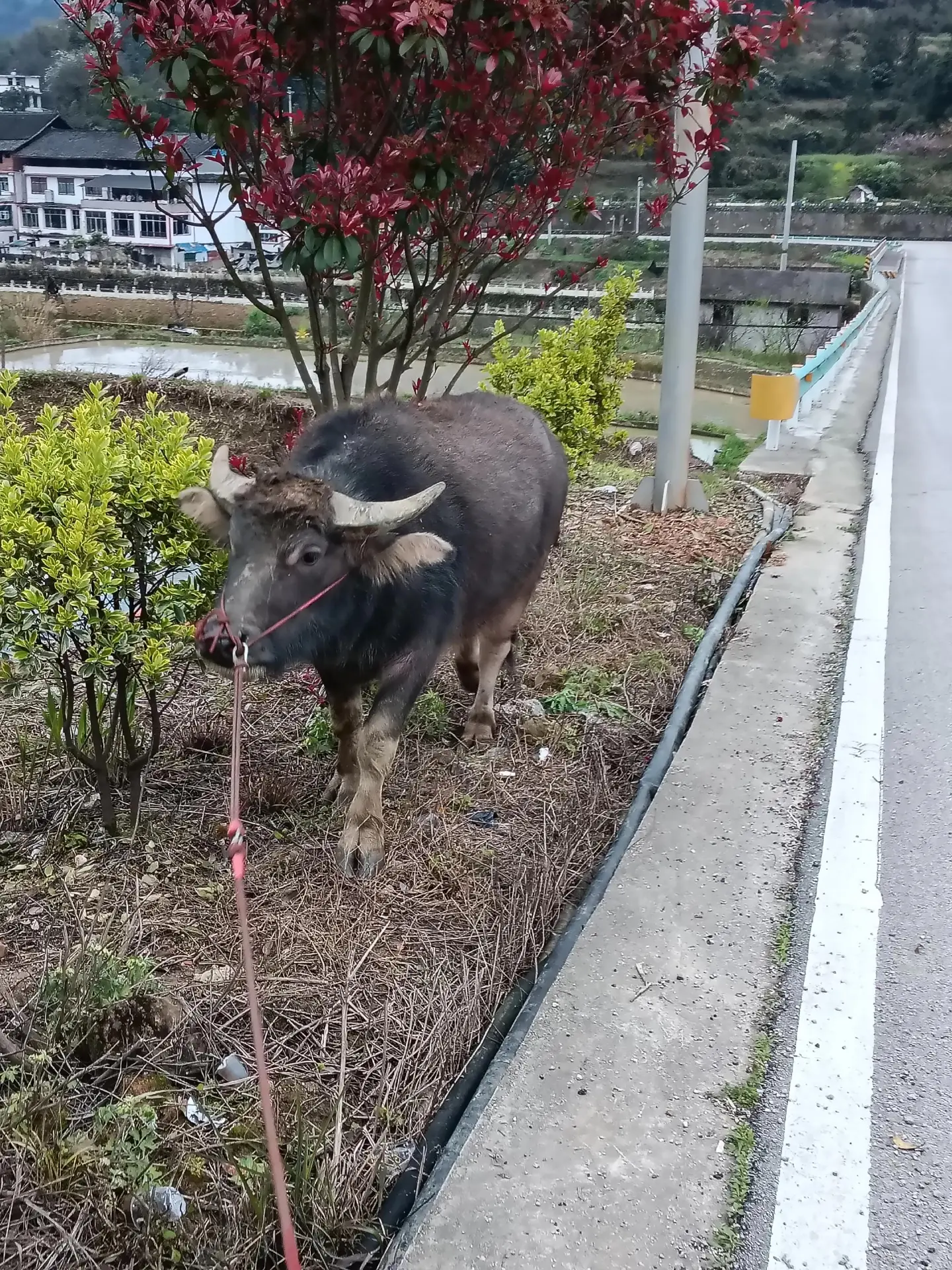 放牛的生活