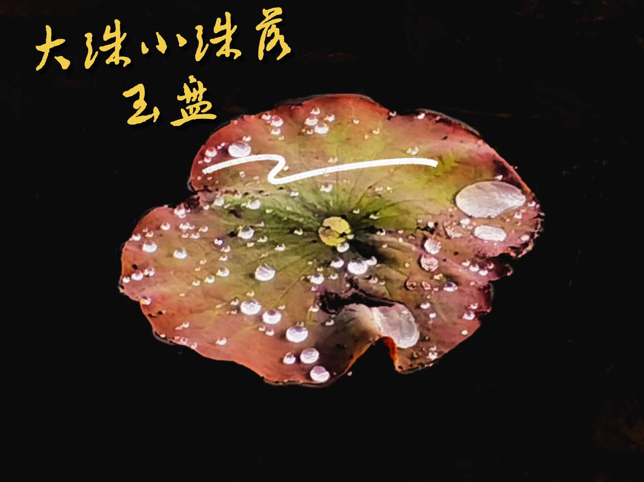 都说去普者黑赏荷花是一大快事，可是我们去的不是时候，现在不是赏荷的最佳季节，大片