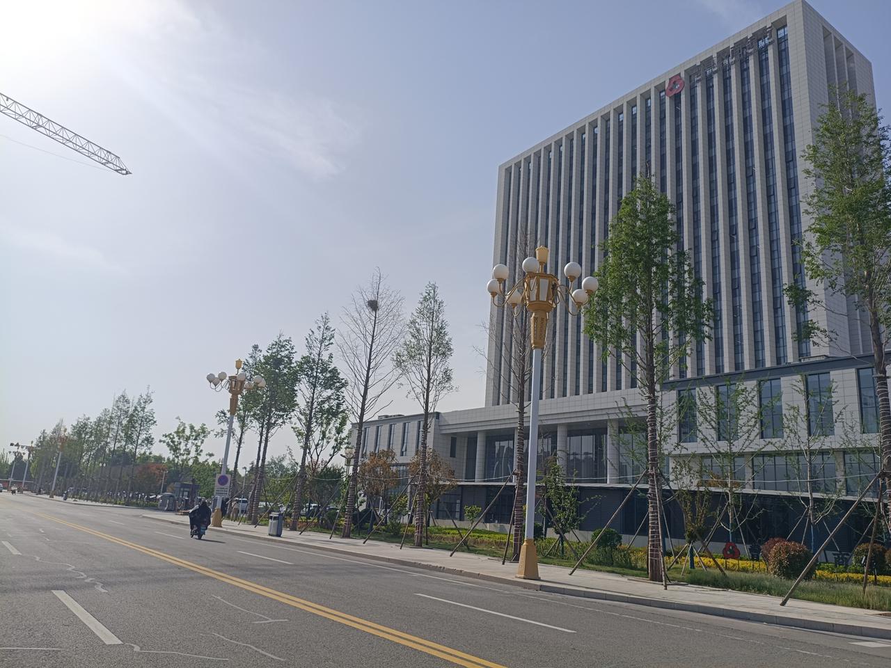 曹县府前路月季花开