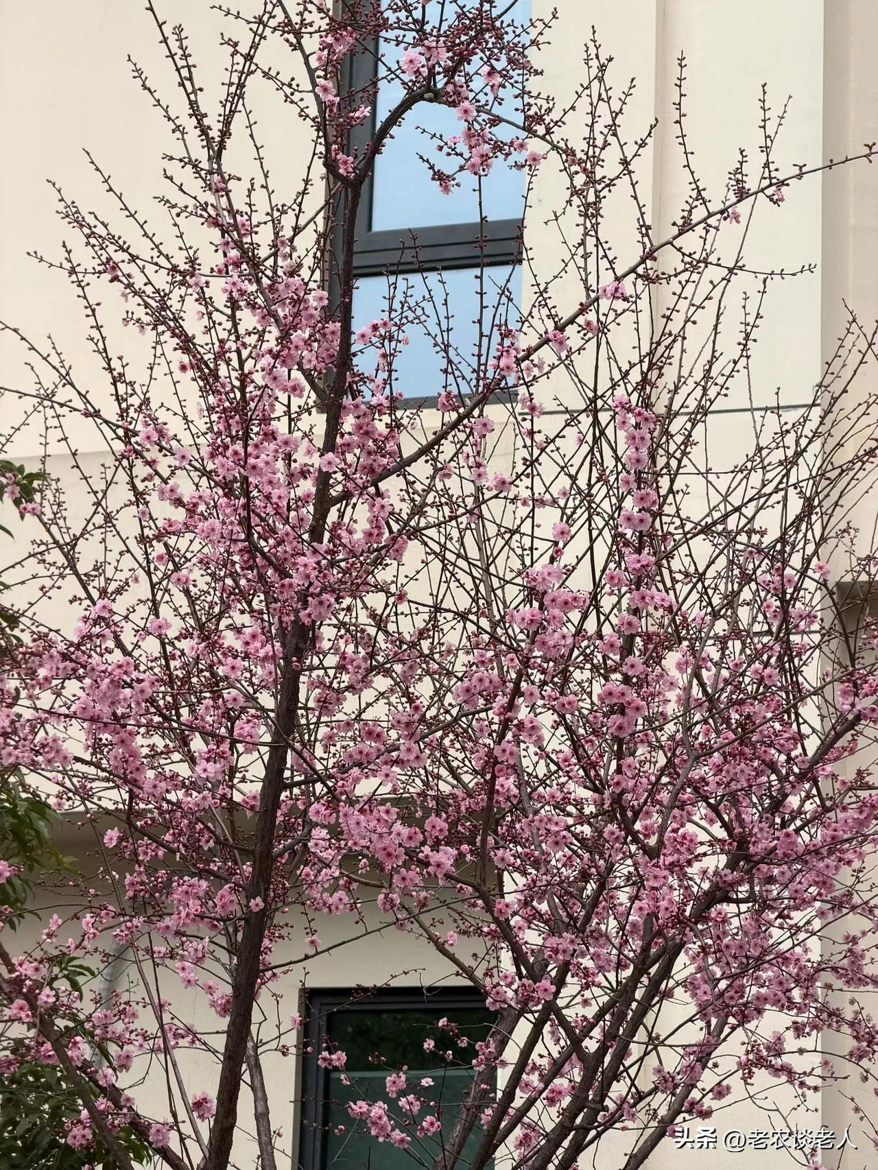 杨花三月，雨过天晴，出来走一走，天坐在家里发呆，无所事事，对我们老人来说，是一件