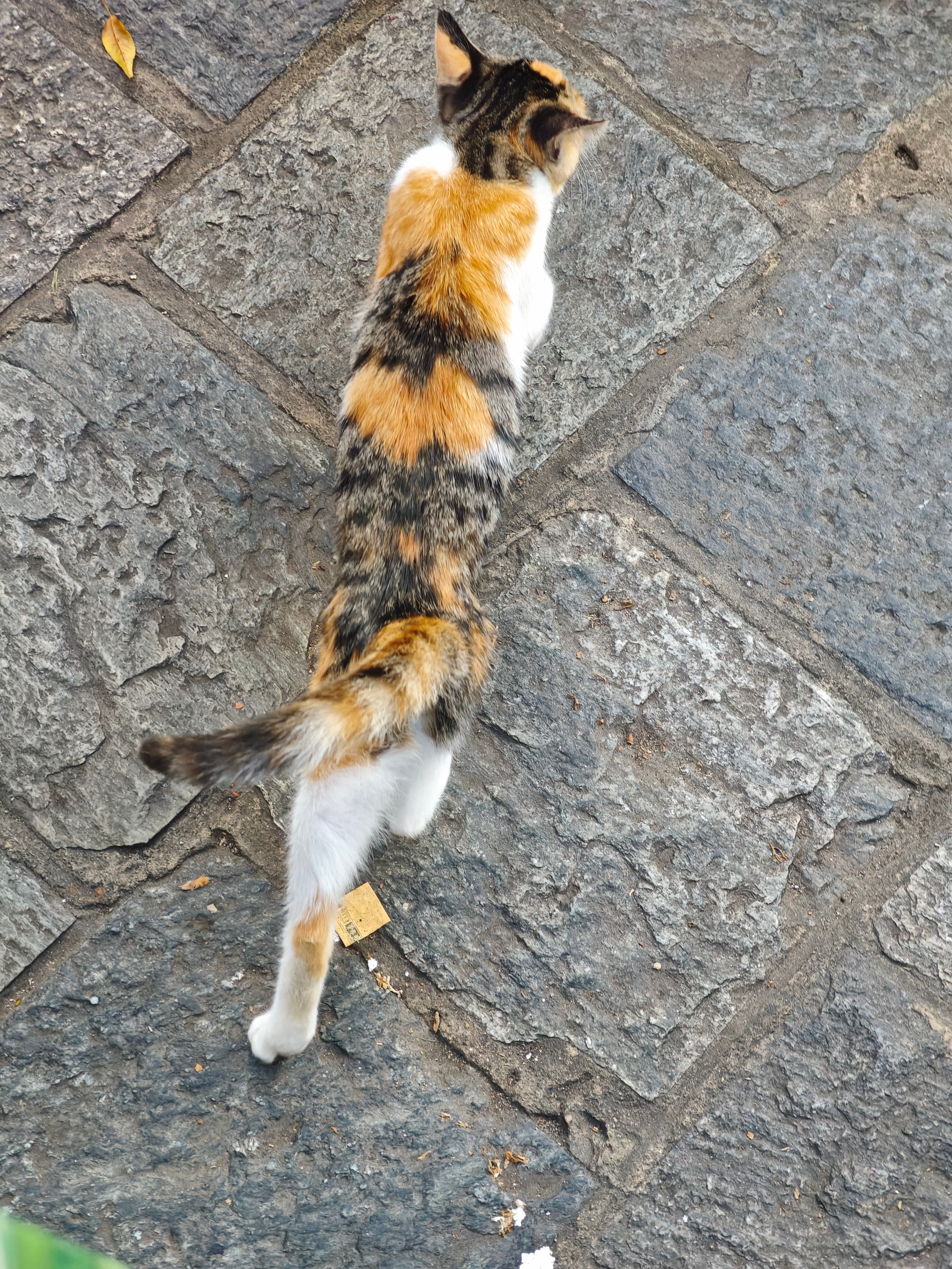在大理遇到的🐱🐶 ​​​