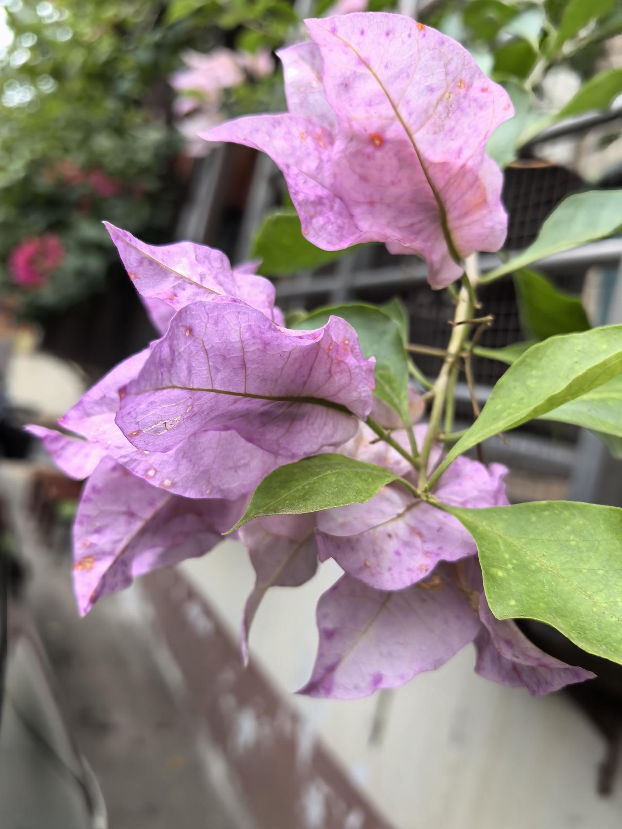 三角梅，斗芬芳

来到一个老小区，
等朋友，
抬头就看到探出阳台的三角梅，
三色