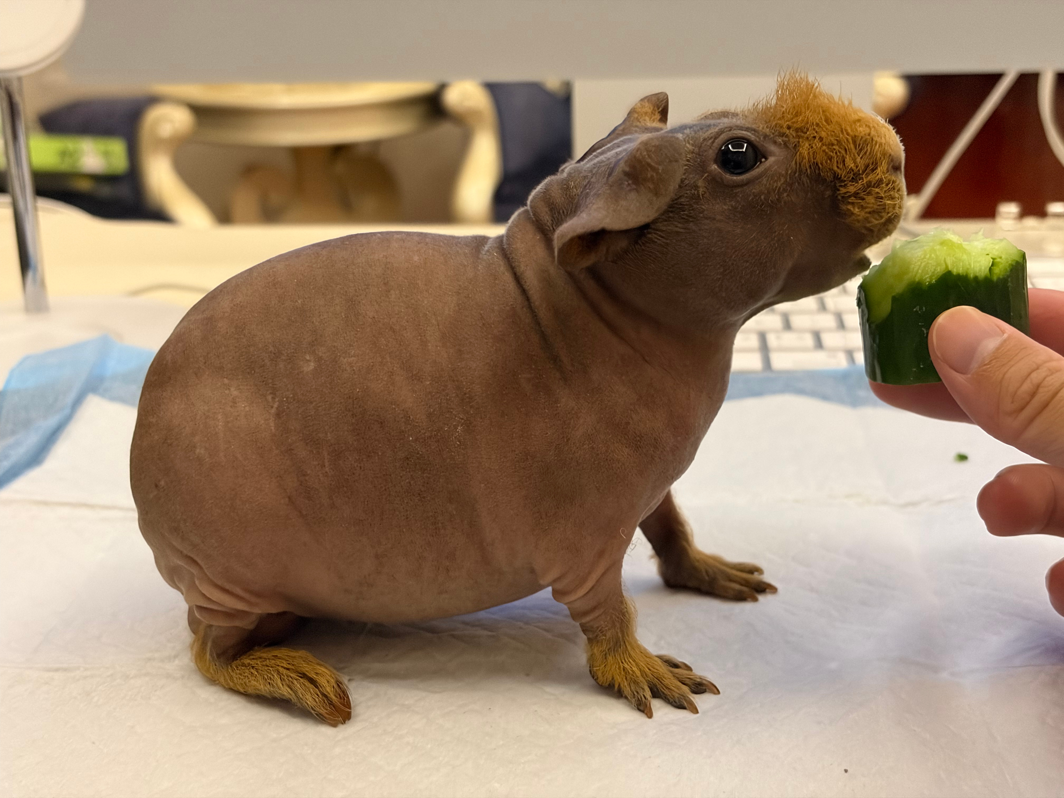 小猪胖胖