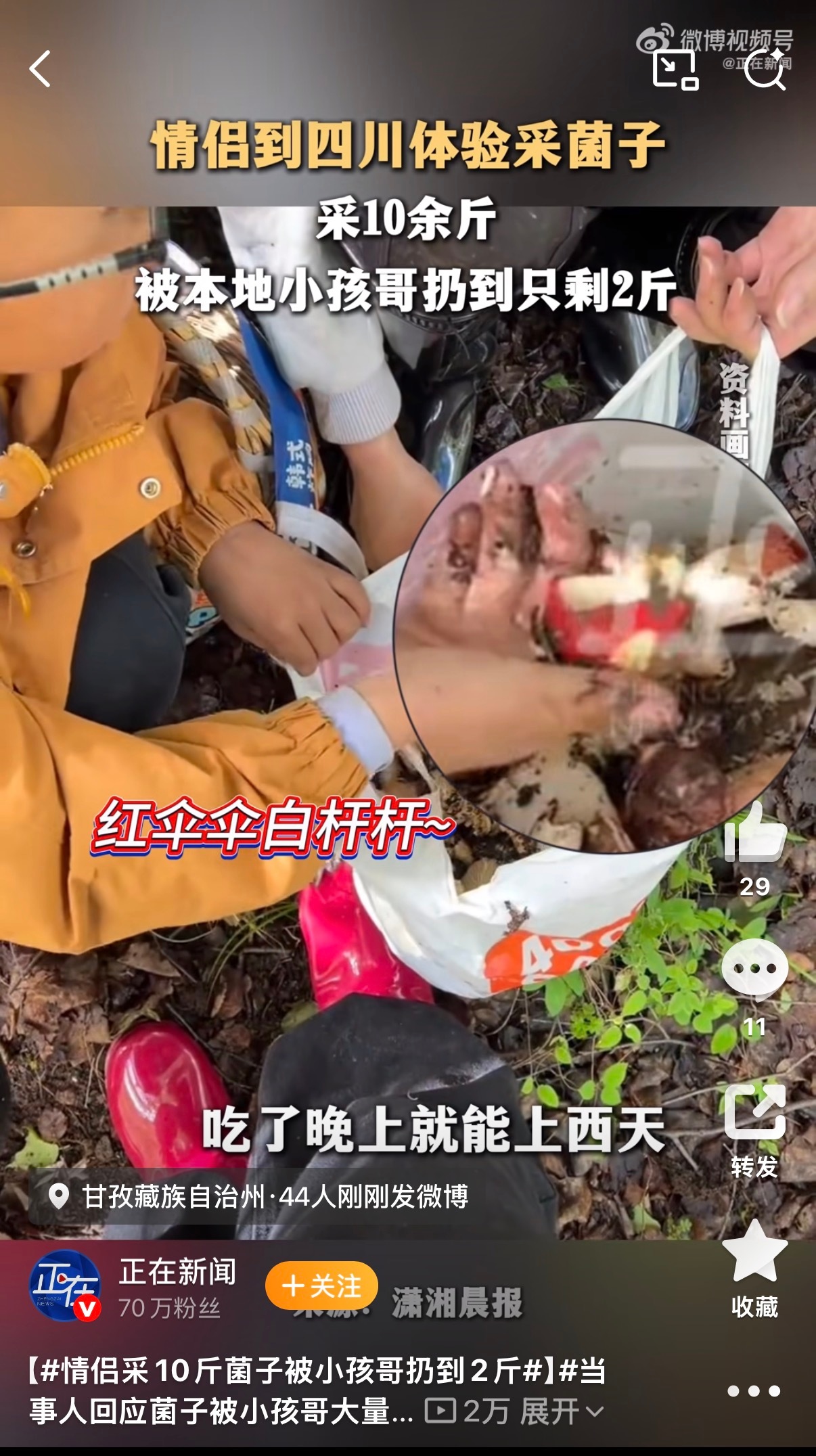 🔻红伞伞白杆杆？全村吃了躺板板那种？🔻有没有大佬说说这什么菇🍄？飞伞菌？情