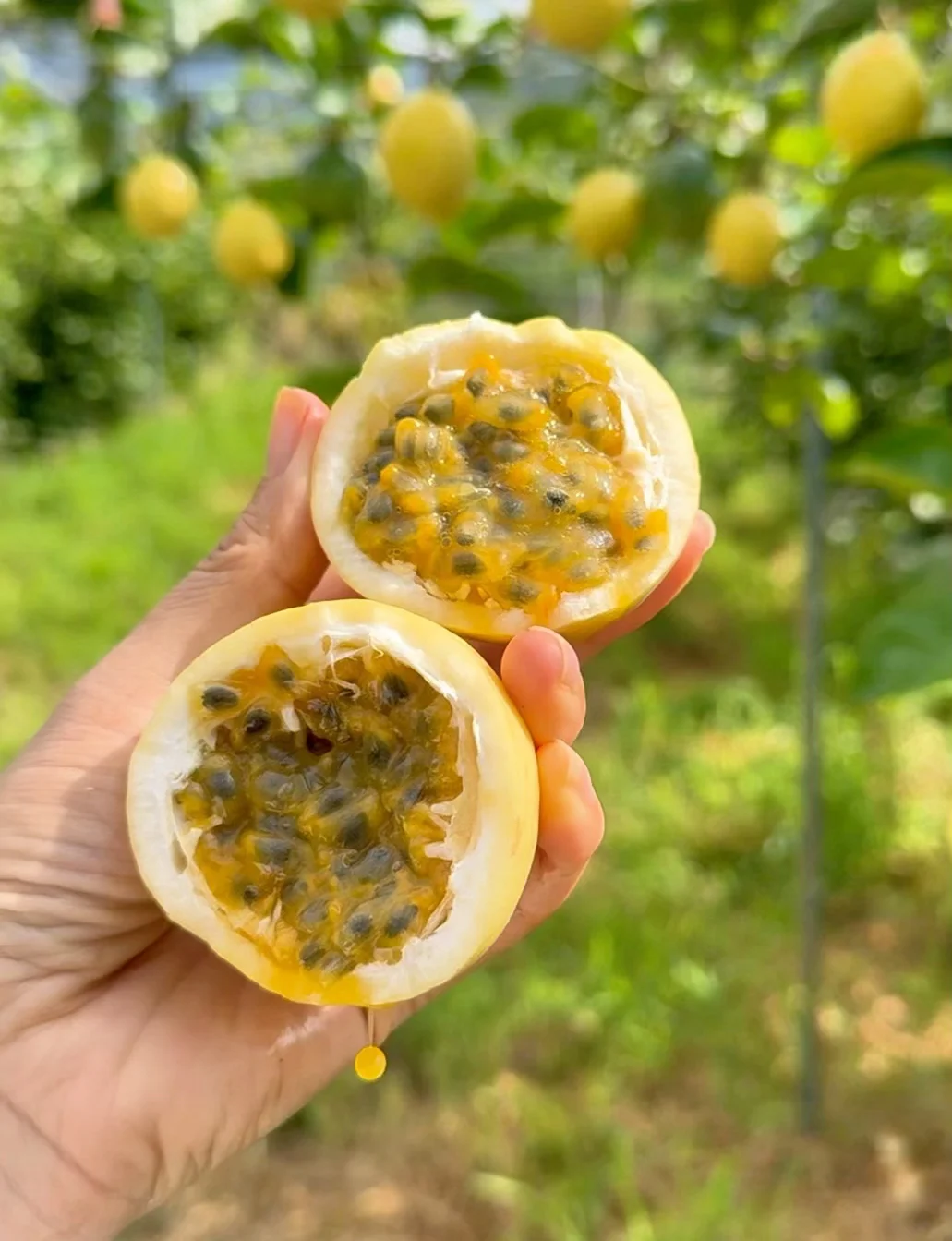 摸鱼搭子都在抢！黄金百香果巨上头！