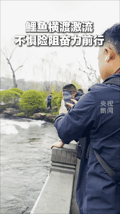 漂亮！👍
网友拍到鲤鱼横渡激流，不惧险阻，奋力前行。