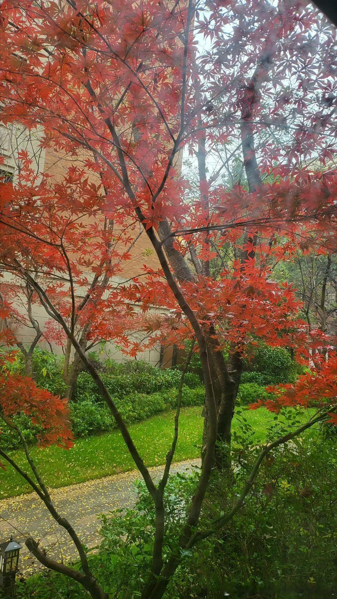 张雪峰公司叫峰言风语我看到张老师居然是个黄V我立马对自己掉金也不care我打算睡