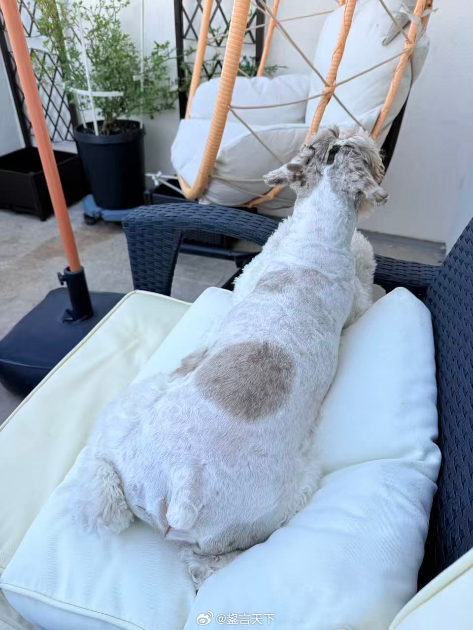 每天在露台晒太阳的吉哥  乖妈摄影 