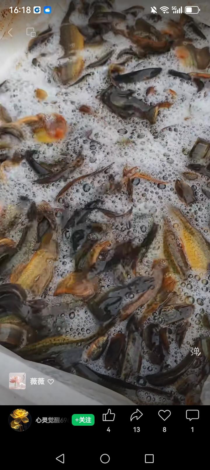 腊月初八，赐福湖放生
净化心灵，召唤生命平等
正值腊月初八，今日上午，赐福湖边举