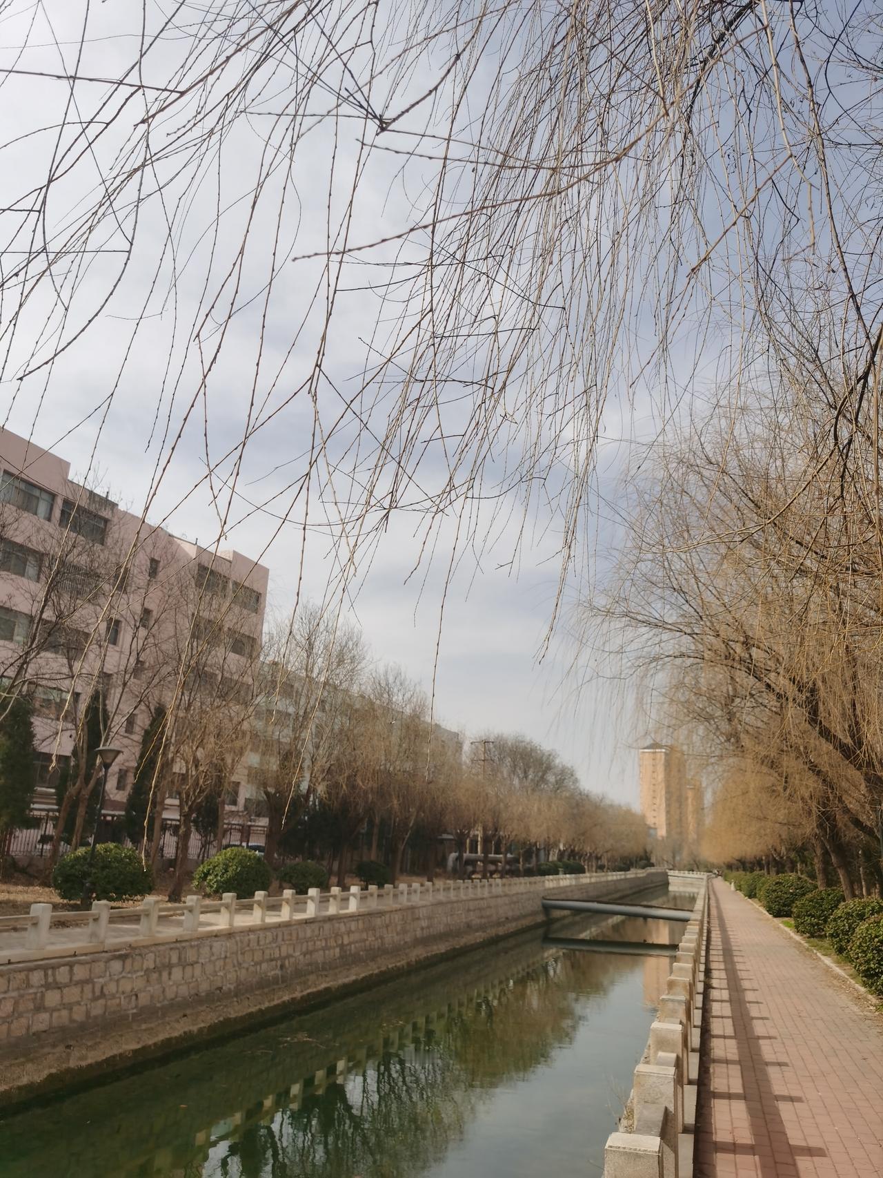 五九六九，河边看柳，春天马上就要来了！五九俗语 五九期间 五九第2天 五九节气 