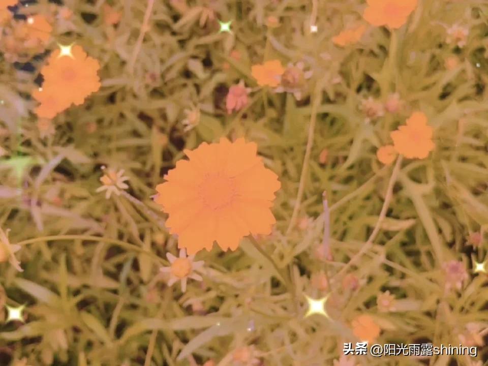 晒图笔记大赛金黄色菊花开满路边，好看吗？