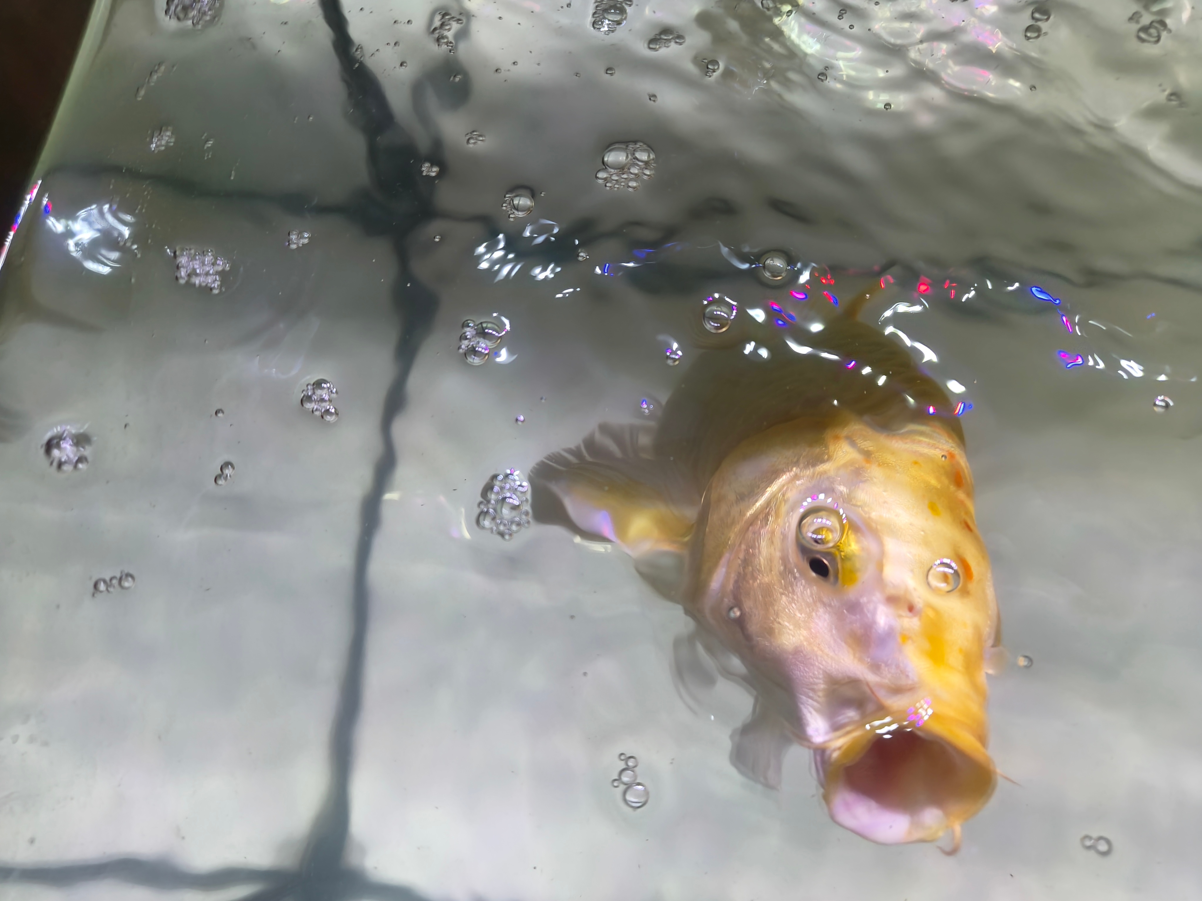 饿死了 ​​​