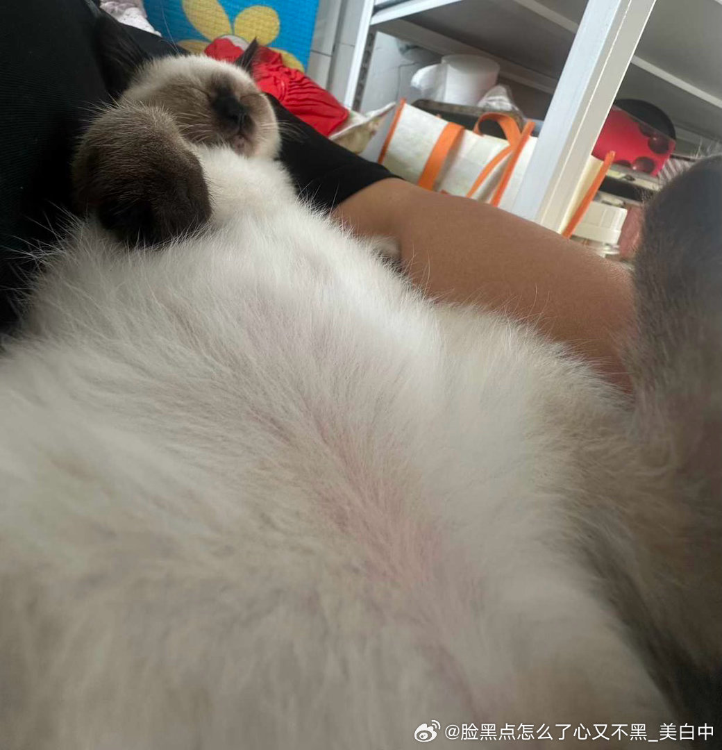 4115只黑脸粉嫩的小肚皮 ​​​