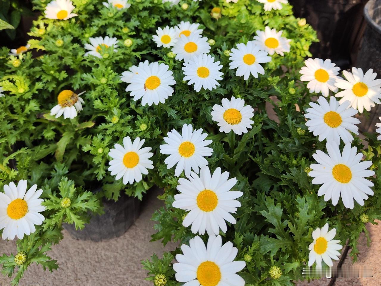 一直以为这几句话是话里有话，越来越多的事实证明了这是职场处事的高端大气上档次的玩