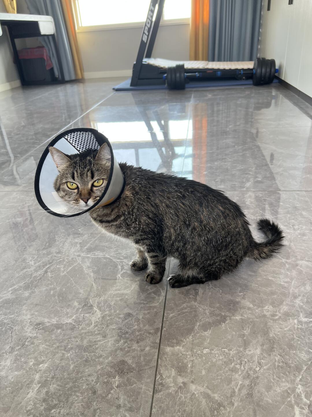给猫洗澡像杀猪