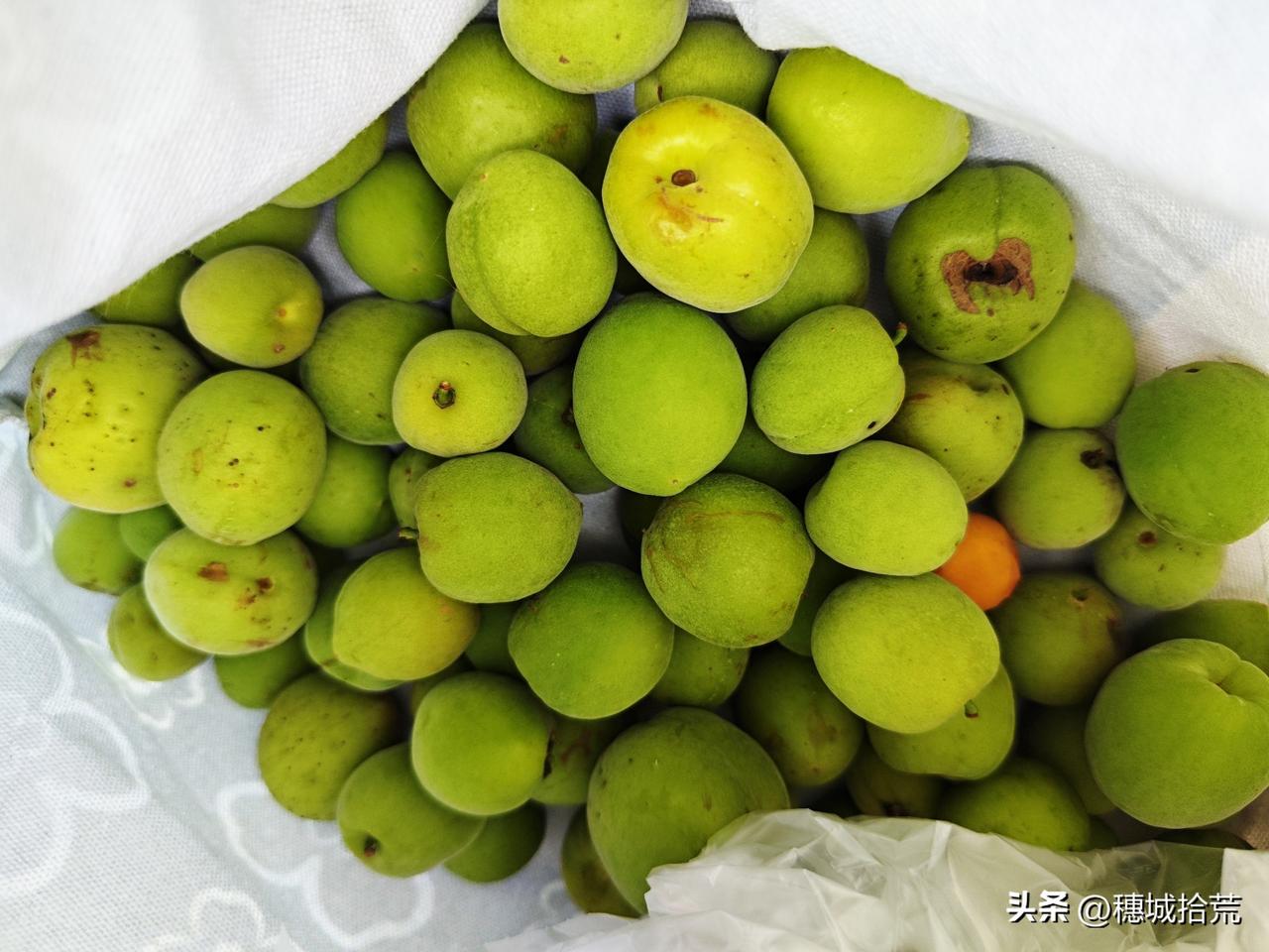 摘了2斤，今年的青梅酒原料有了！每年这个时候，萝岗香雪公园和市民广场就有很多青梅