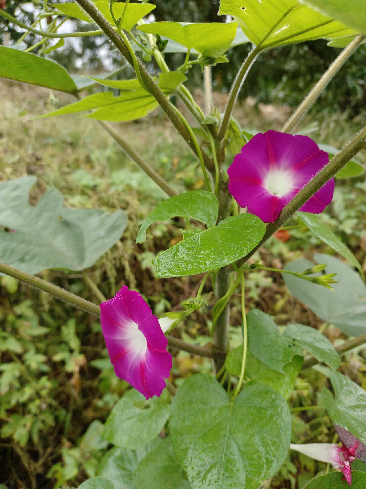 一张图证明秋天来了 惊艳的紫色花朵，自然生长的美丽！🌸🌿