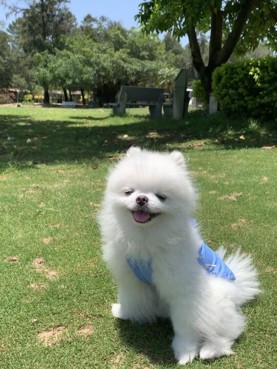 快乐小狗属于大草坪🍃