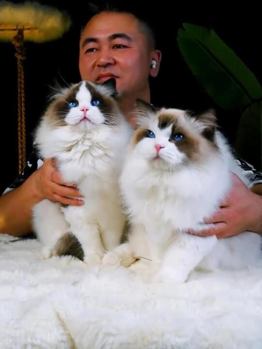 你家布偶猫值多少钱？免费鉴定！发图问我！
