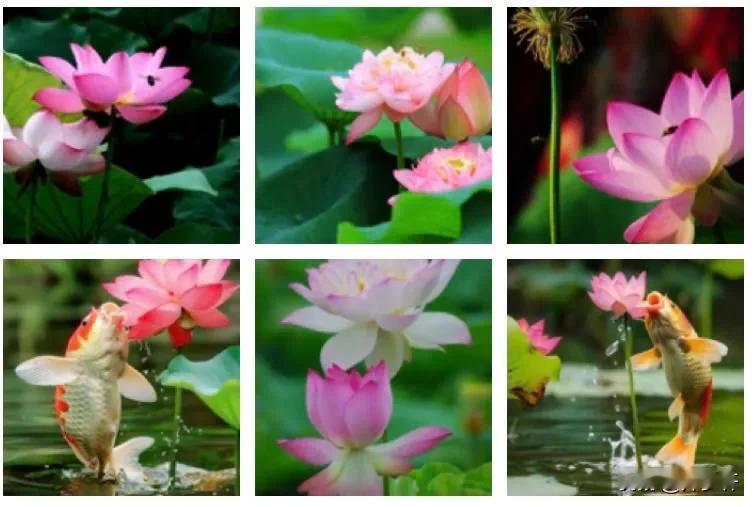 #夏日生活打卡季#【忆秦娥·爱莲赋】
文/风鸽（张晓峰）
一
荷遮掩，苞红茎碧双