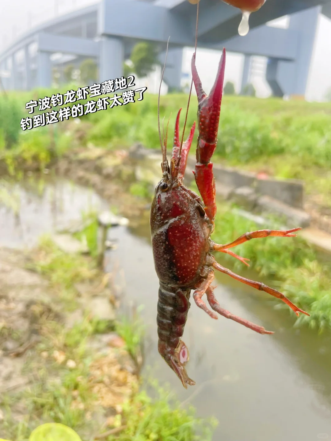 免费钓龙虾 宁波这个宝藏地太赞了（附参考）