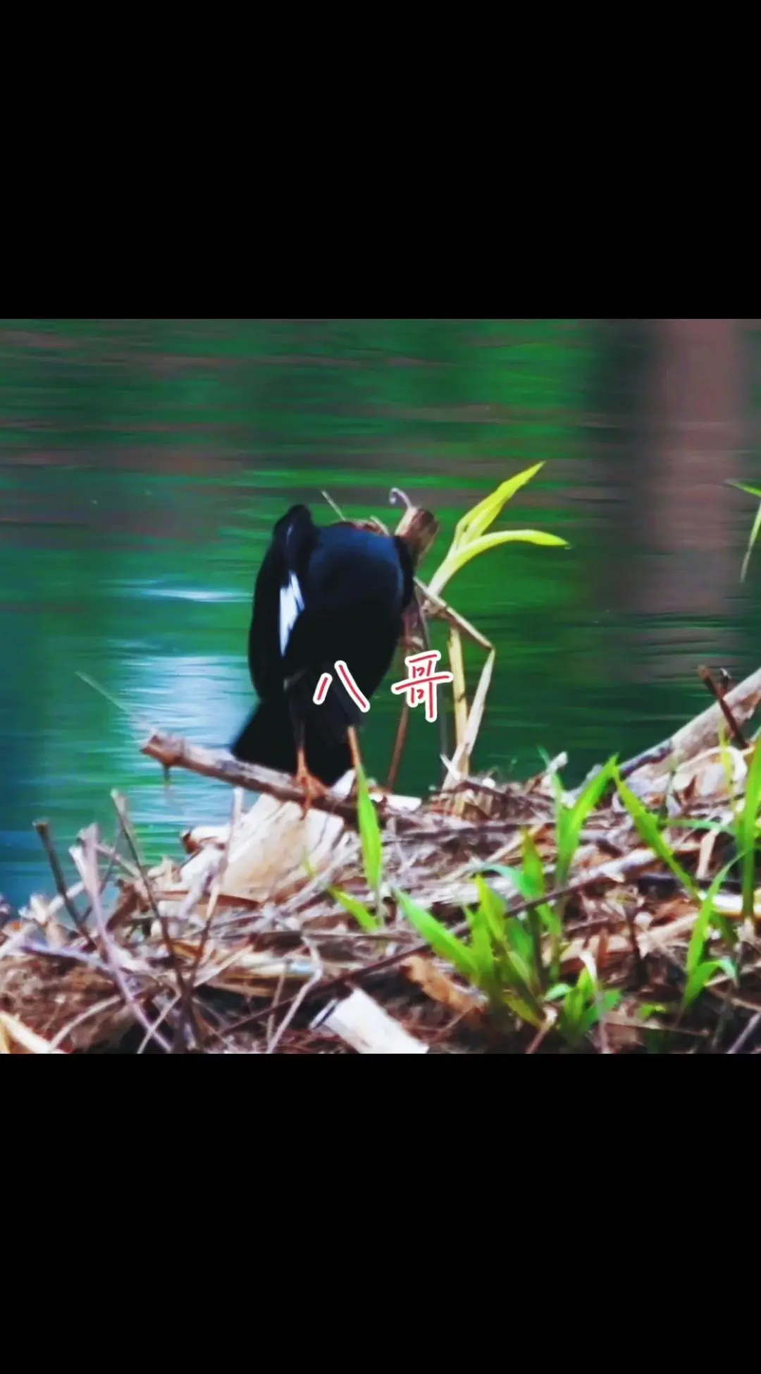 乌鸫和八哥的区别？乌鸫和八哥都是常见的鸟类，但很多人分不清。从外观上看...