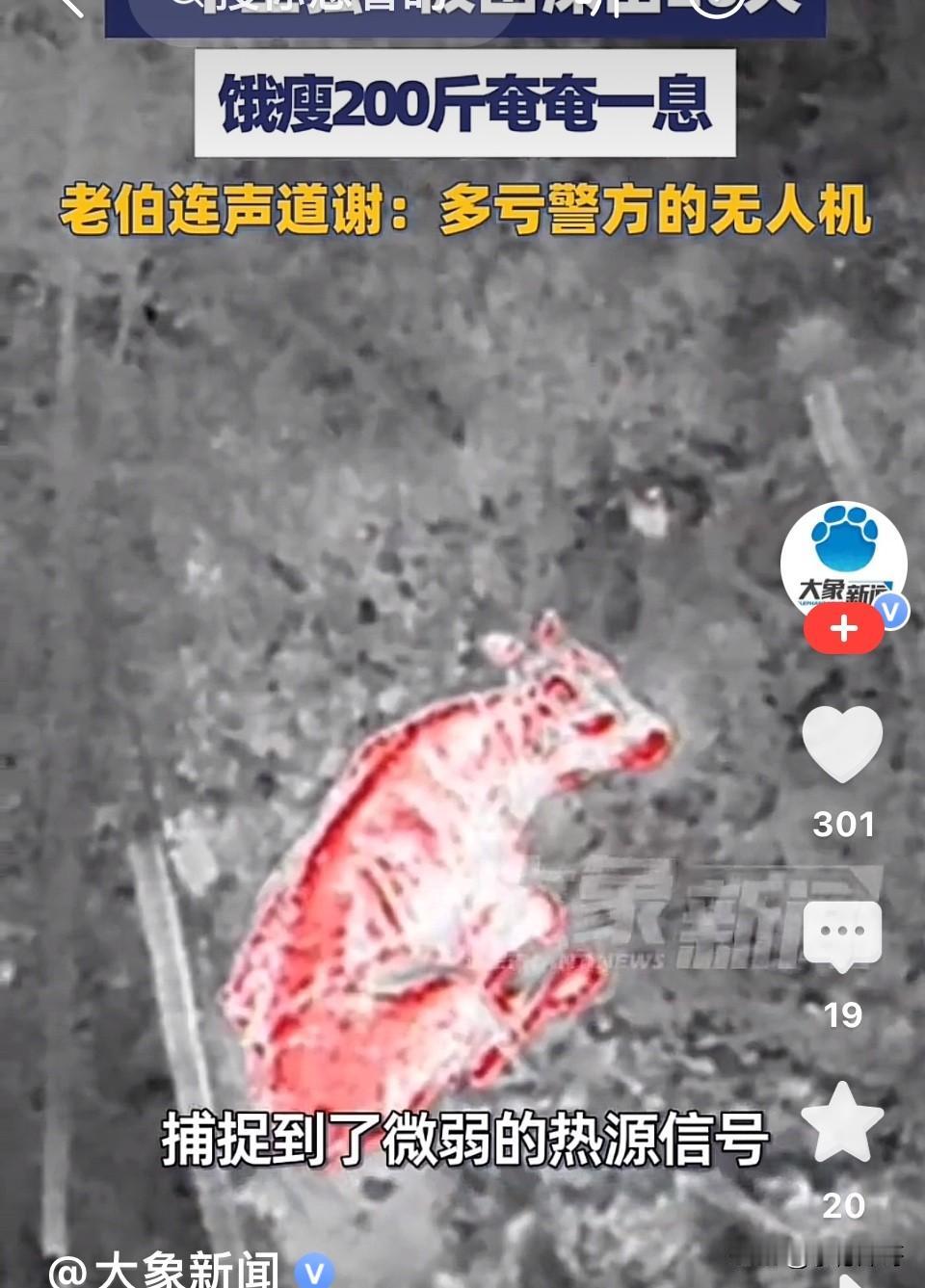 牛坚强！浙江杭州，村民养了三年的牛走丢近20天无法找到，村民求助民警，民警用无人