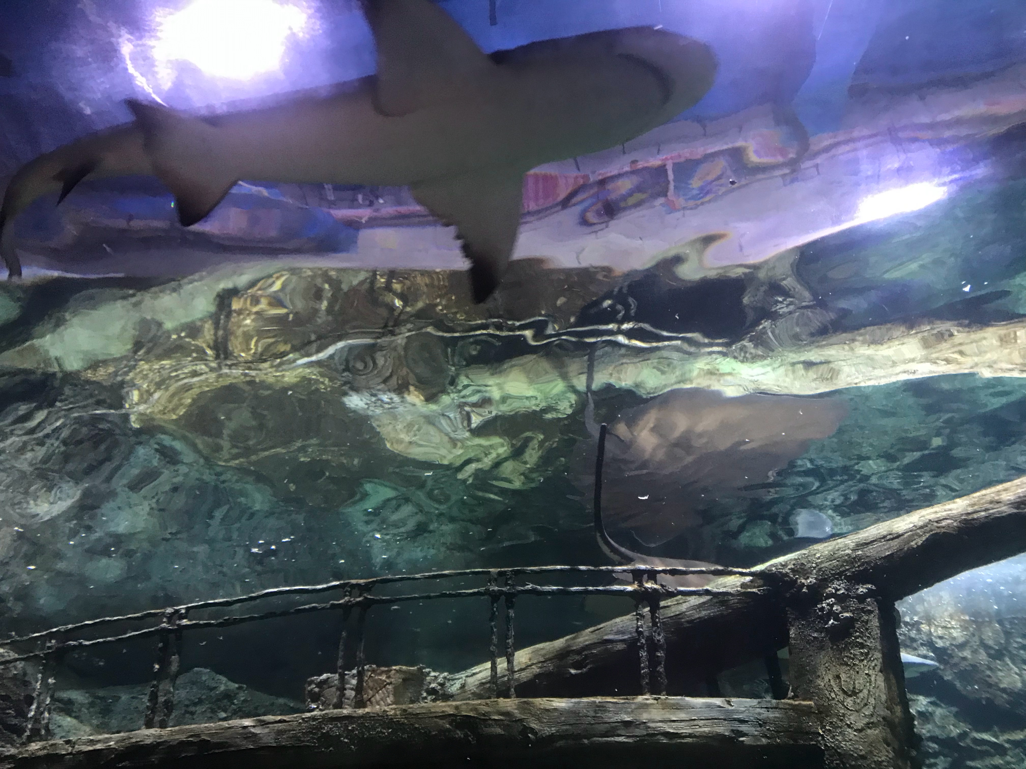 很长时间不来这家水族馆了 海宁·下沙冰雪海洋世界