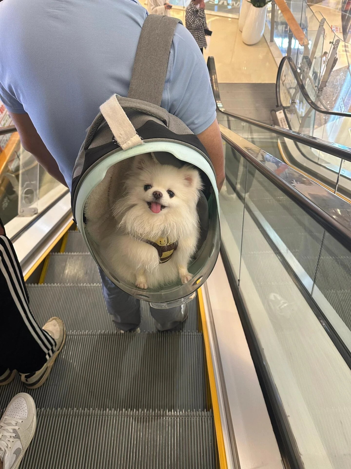 在外面看着这只小狗狗也太可爱了吧