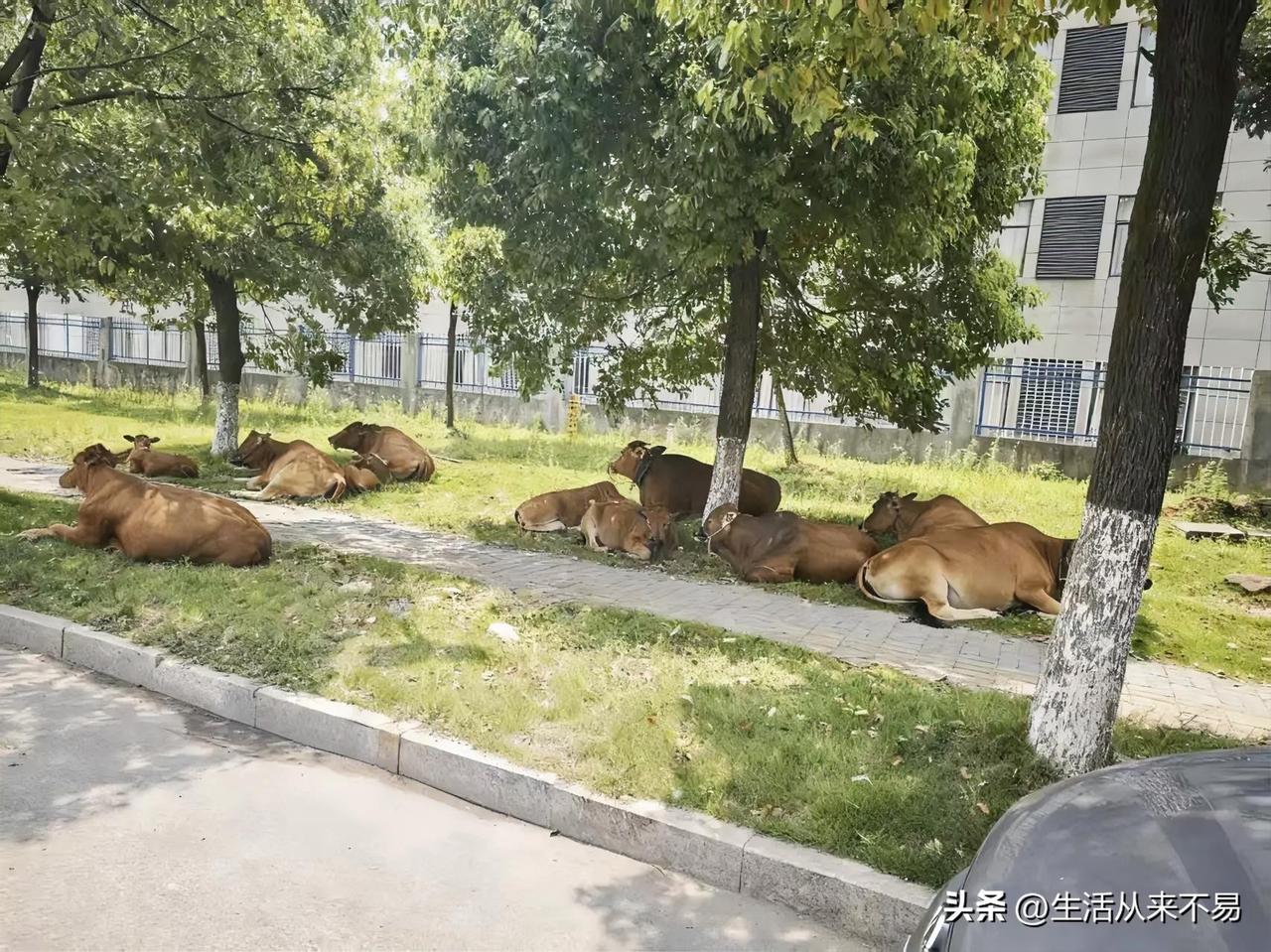 和我一起上了三年班的同事，今天离职回家和老公一起养牛。他老公养了十几头牛，牛就放