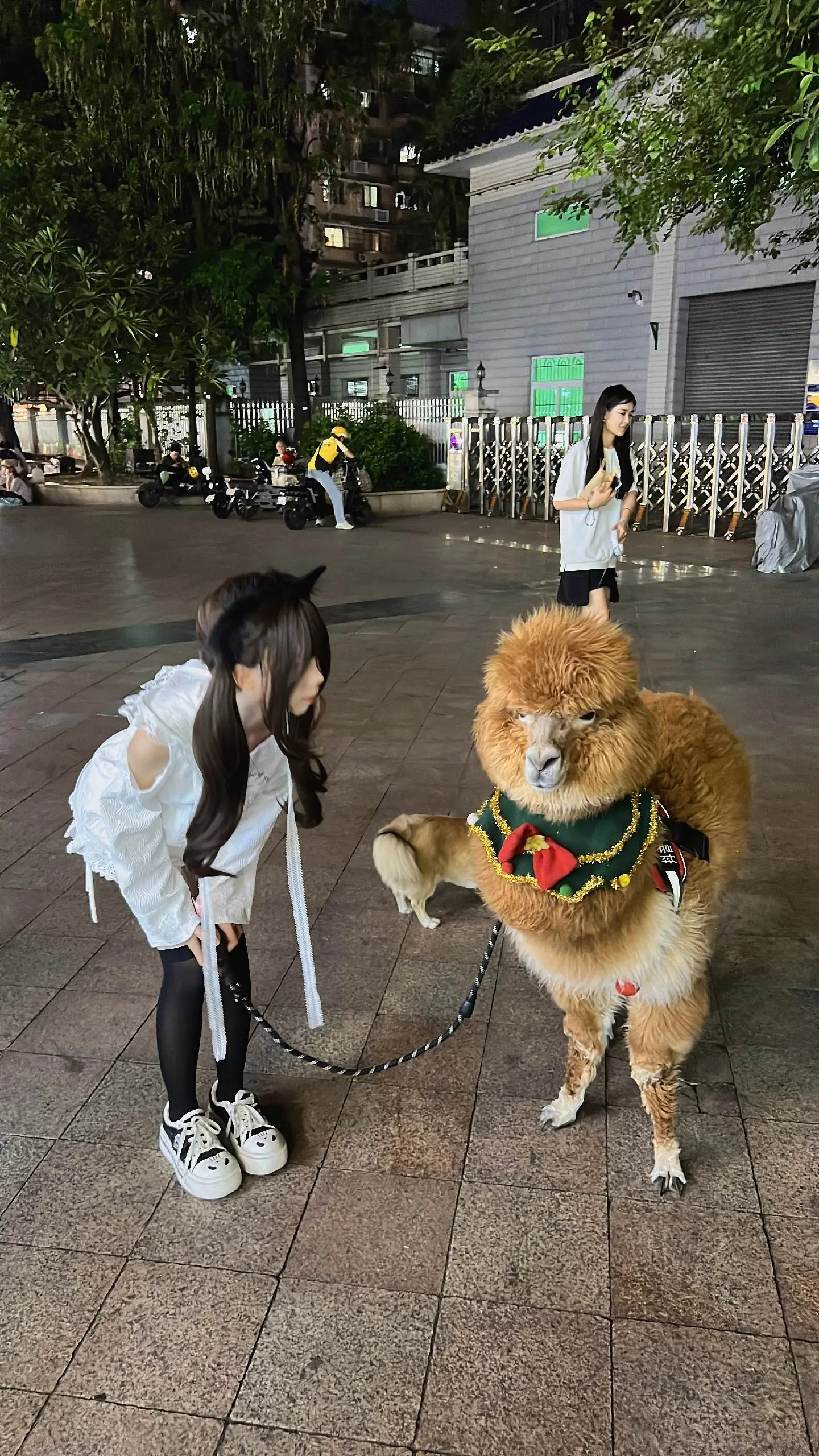 羊驼耶  嘻嘻
