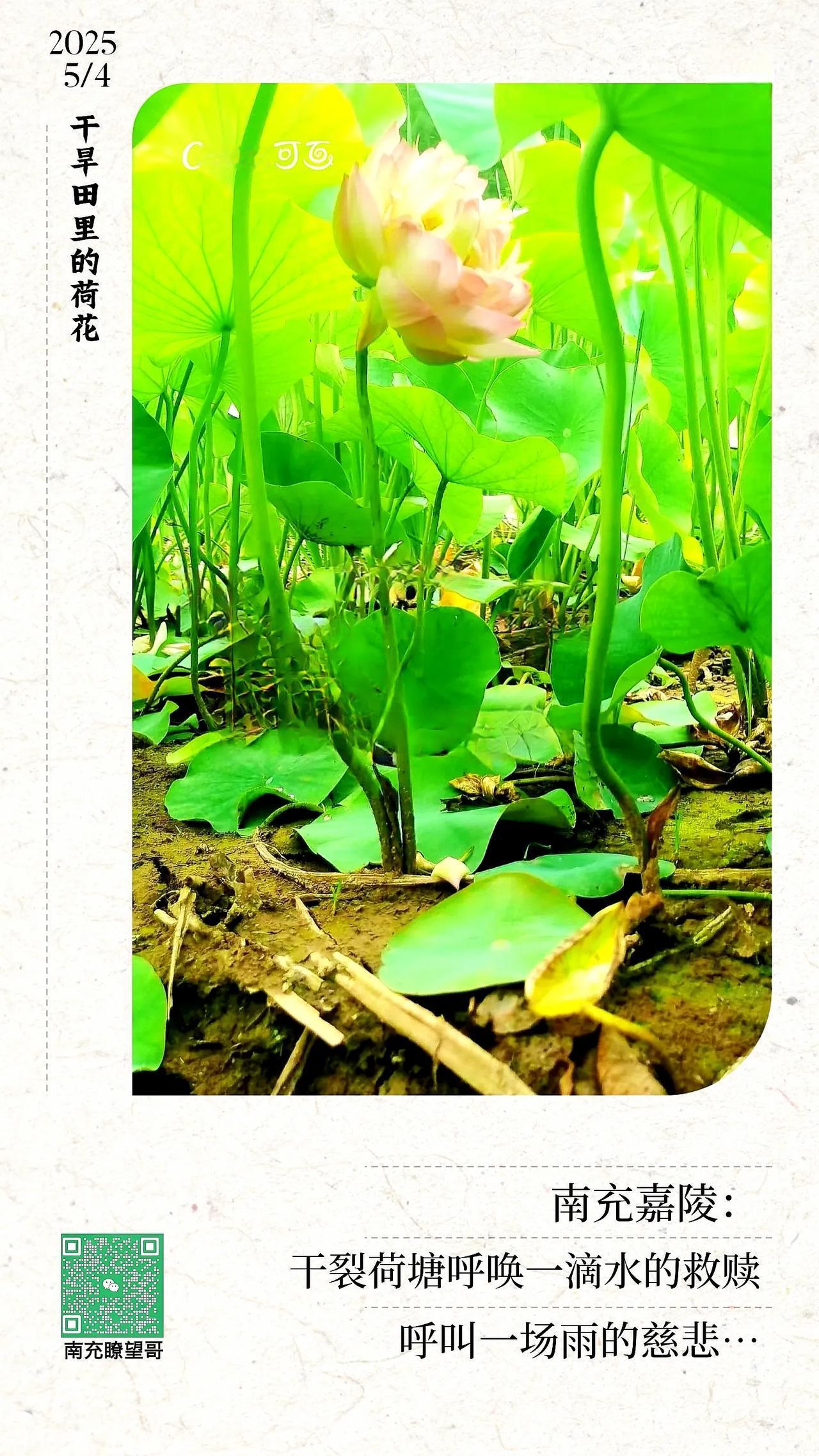 南充嘉陵：干裂荷塘呼唤一滴水的救赎·呼叫一场雨的慈悲…大雨解旱情
