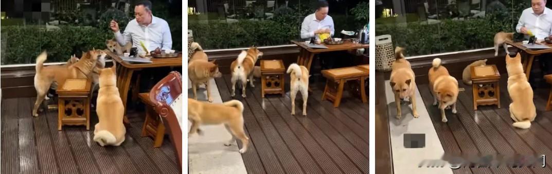 这是黄光裕在休闲时，正在喂养几只黄狗的画面。曾经的商业大枷，走过大起大落之后，难
