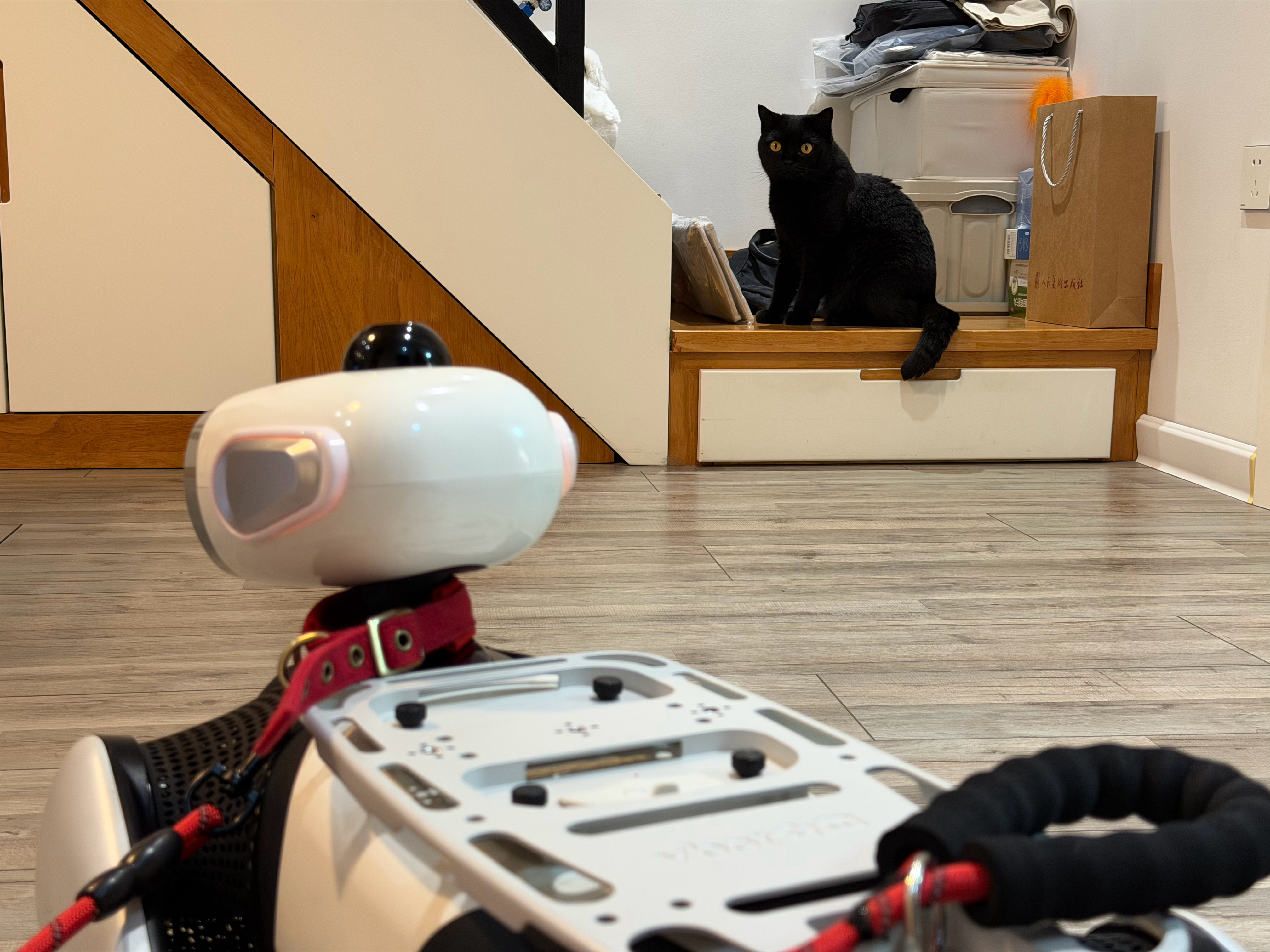 迟到的锁单，真狗伴随着机器狗机身上的刻字：With Luna，算是给我家猫买的大