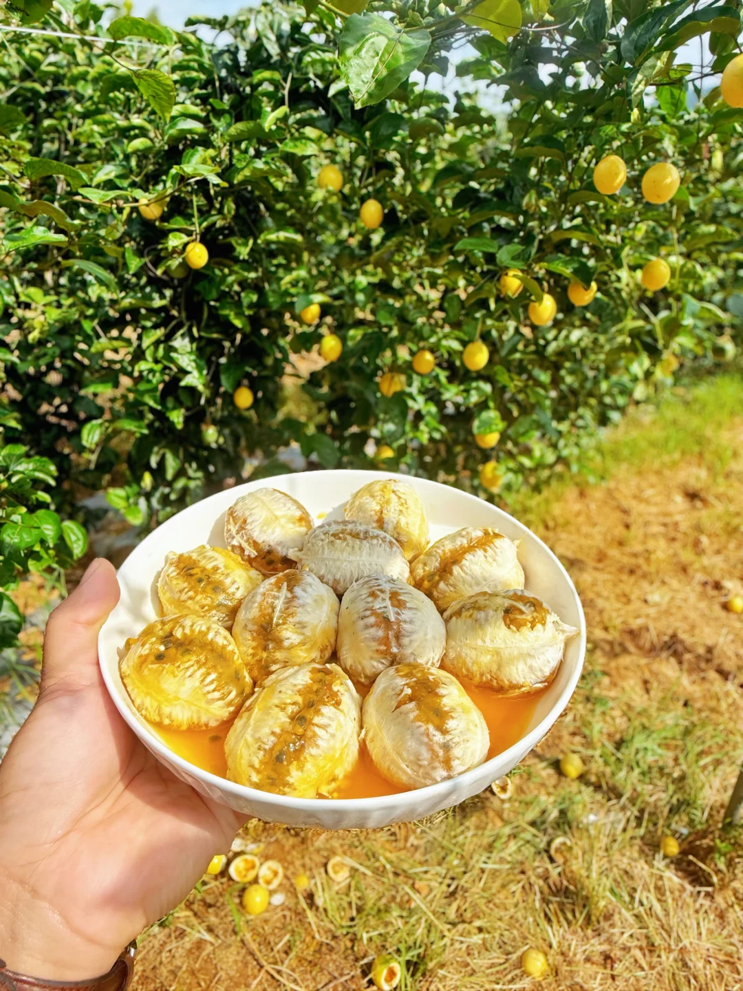 去年卖爆了的黄金甜百香果又成熟啦！