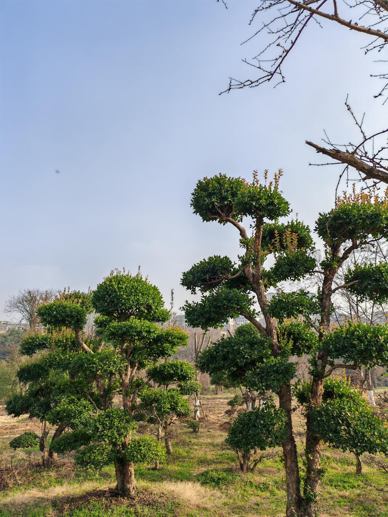 冬日生活打卡季冬天来了，春天还会远吗？是的，春姑娘已经在路上了。