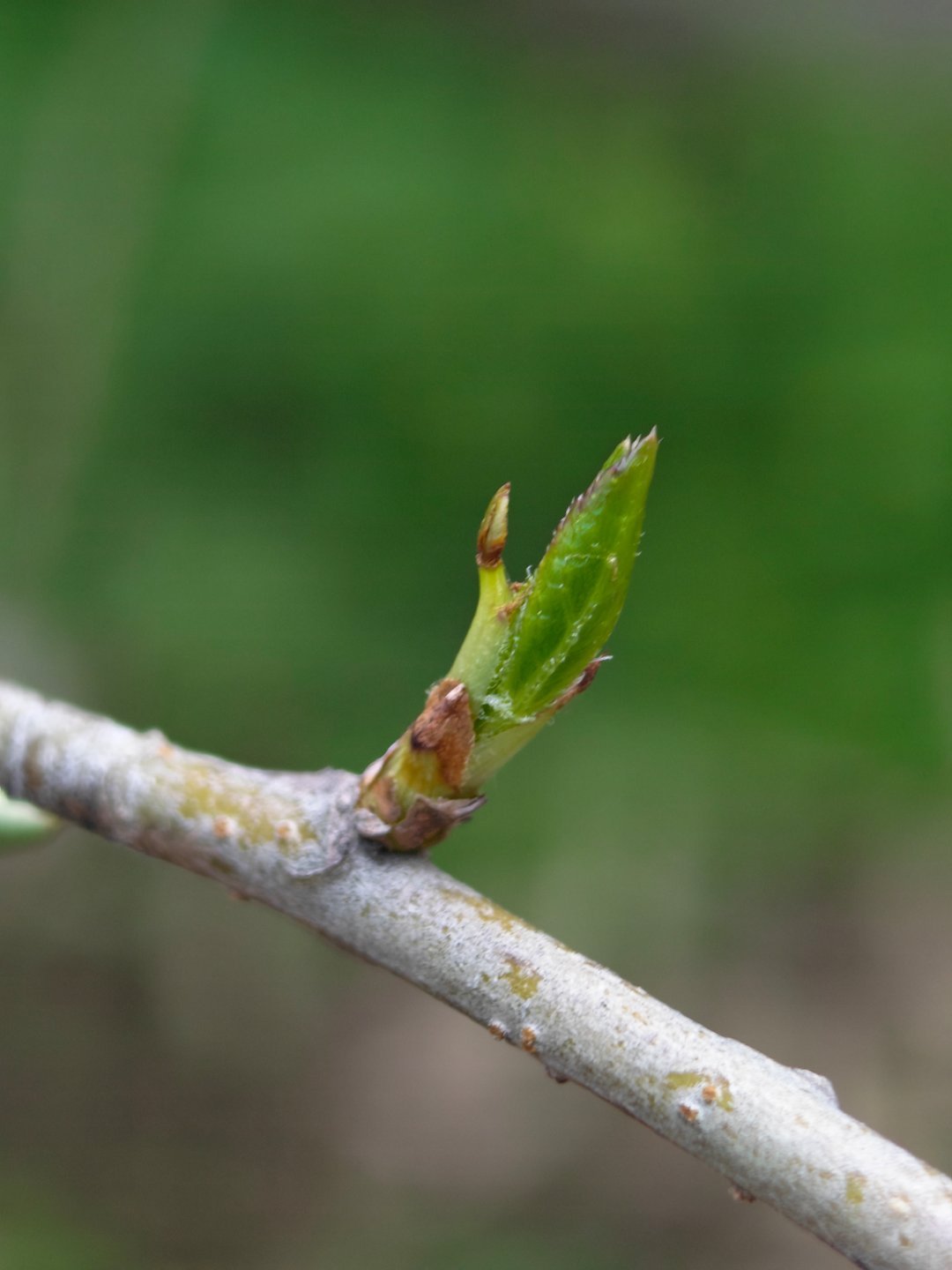 早，春天来了，小树发芽了每天早起打卡