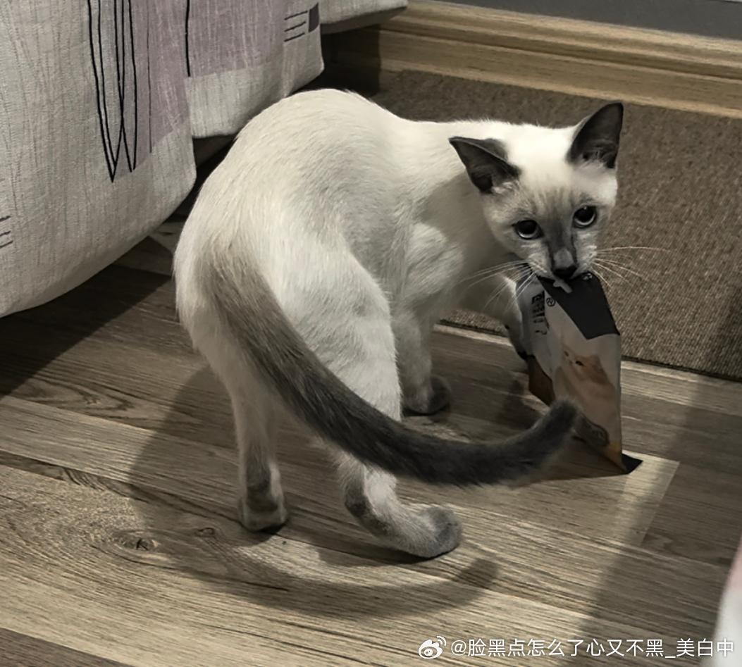 4015只黑脸【心灵丑】半夜不睡觉偷猫条 