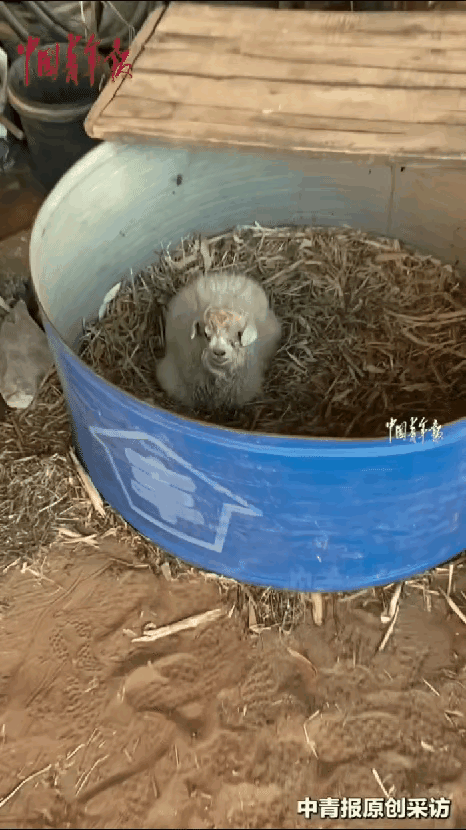 “这羊成精了吧！”宁夏大哥带小羊赶集售卖，其他羊全被买走，就这只凭“躺平演技”硬