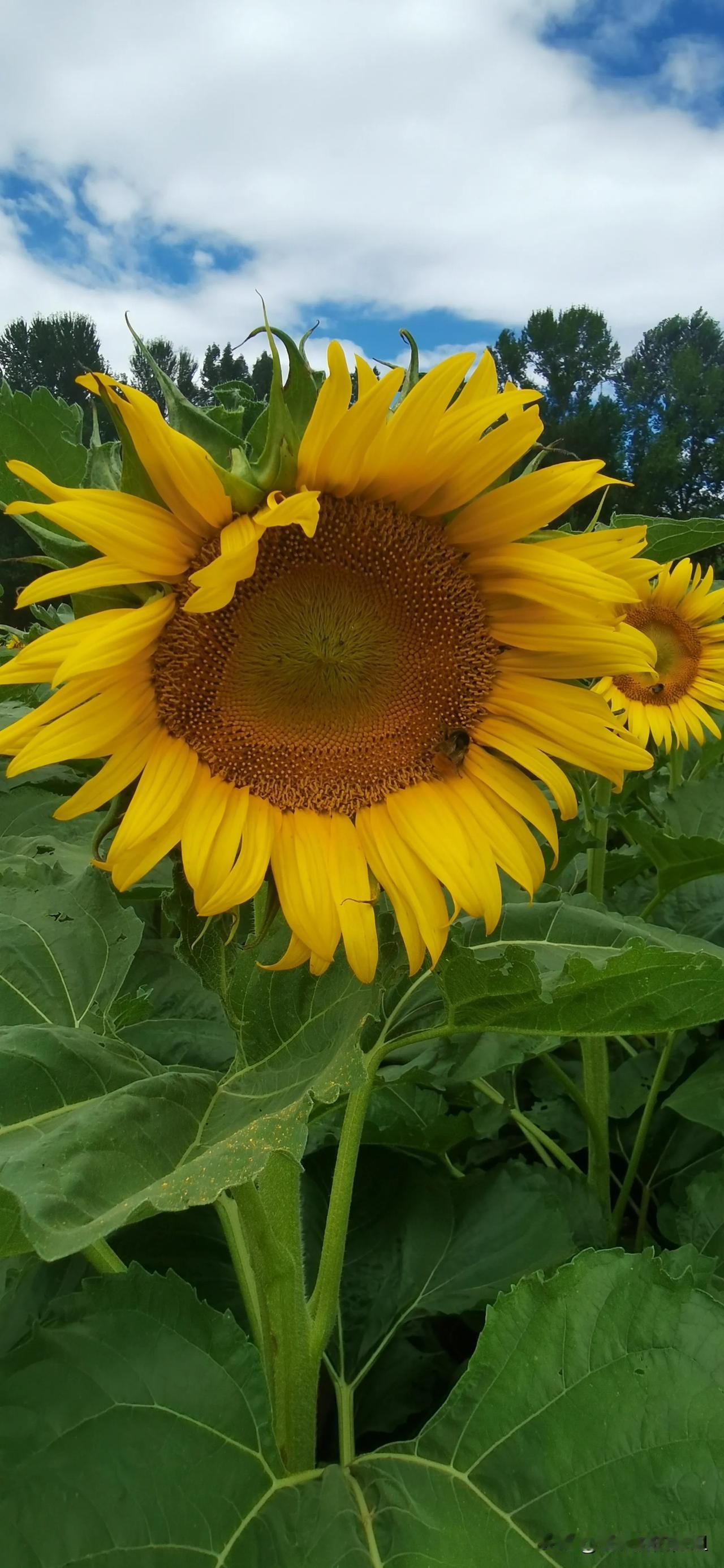 #分享一张拍摄的花#